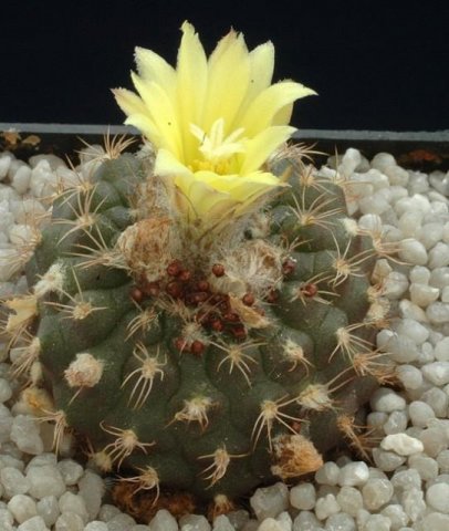 Frailea_schilenskiana